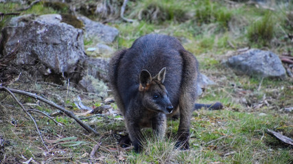 Austraian Rock Wallaby