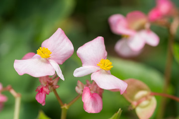ピンクのベゴニアの花のアップ