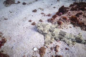 Wobbygong shark sleeping on sea floor