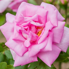 Beautiful pink roses close up in the garden. Blooming rosa flowers and leaves in natural background. Floral background.
