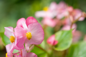 ピンクのベゴニアの花のアップ