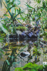 Tranquility Pond