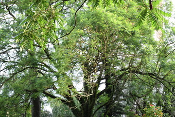 tree in forest