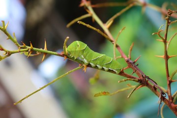 ちょう　あげは　幼虫　夏　サンショの木　栃木