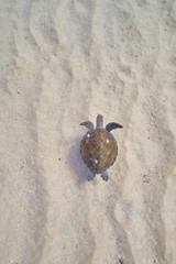 Green sea turtle swimming across sand bank underwater