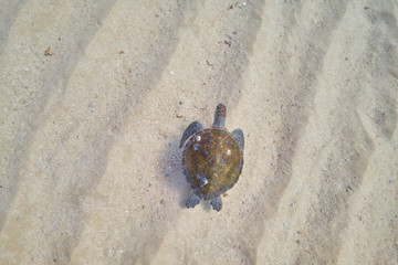 Green sea turtle swimming across sand bank underwater