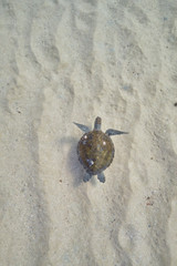 Green sea turtle swimming across sand bank underwater
