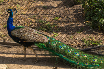 Naklejka premium Indian peafowl or blue peafowl (Pavo cristatus), a large and brightly coloured bird. Peacock. Beautiful bird. Peahen. 