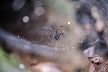 Funnel web spider in national park australia © Orion Media Group