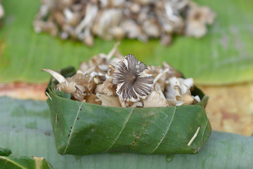 A set of good and eatable mushrooms in small baskets sell in market Thailand.