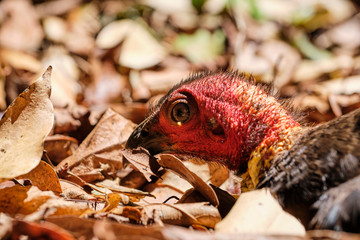 Brush turkey sitting on nest in national park