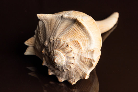 Lightning whelk isolated