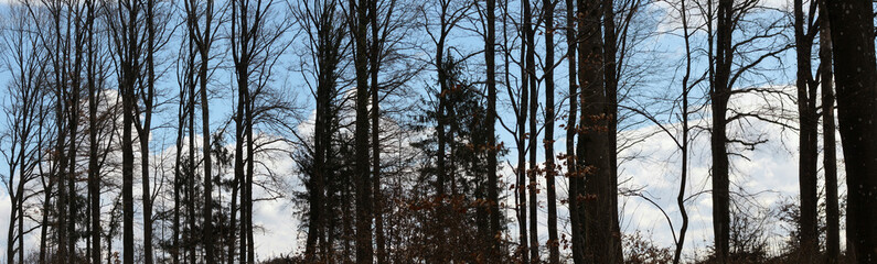 Silhouettes Of Forest Trees