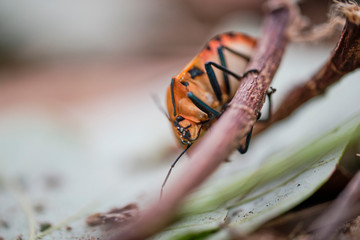 Orange stink bug crawling on stick near the ground