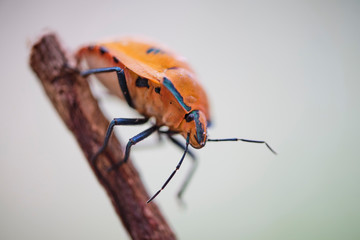 Orange stink bug crawling on stick near the ground