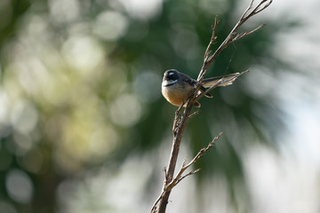 A New Zealand Fantail bird on a branch, known as a Piwakawaka