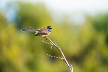 A New Zealand Fantail bird on a branch, known as a Piwakawaka