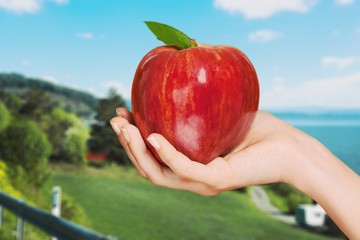 Woman hand holding big red apple