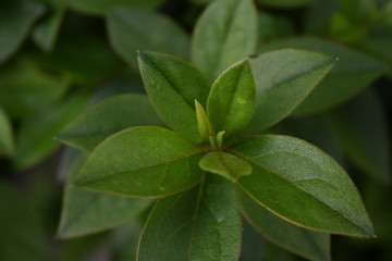 green leaves background