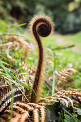 Young New Zealand fern unfurling