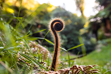 Young New Zealand fern unfurling