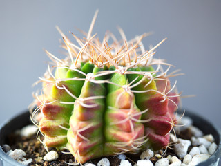 (Close Up) gymnocalycuim cactus.