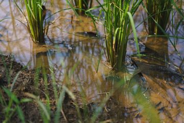 Flooded paddy field for rice plant.