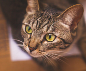 gato tigrado olhando para o lado