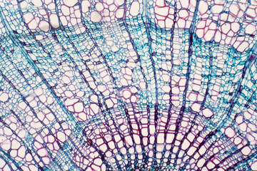 Cross section - Xylem is a type of tissue in vascular plants that transports water and some nutrients.