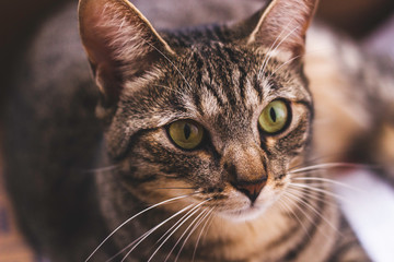 Gato tigrado olhando para o lado