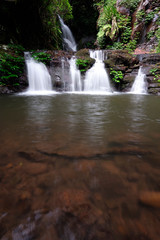 Fototapeta premium Elabana Falls flowing in the Lamington National Park with Lush greenery and leaves