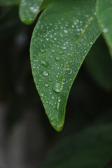 水滴が多く残る葉