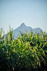 Obraz premium Mount Warning behind green sugar cane in Murwillumbah Nsw