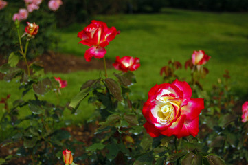 Red rose flower