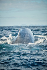 Naklejka premium Whale swimming on the humpback highway east coast australia