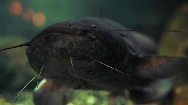 Close-up, Silurus glanis Fish Swims in Aquarium