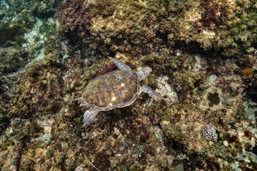 Green sea turtle swimming through water over coral reef