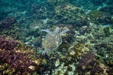 Green sea turtle swimming in warm tropical Pacific Ocean waters over a coral reef