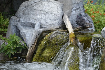 Fototapeta na wymiar Small Waterfall