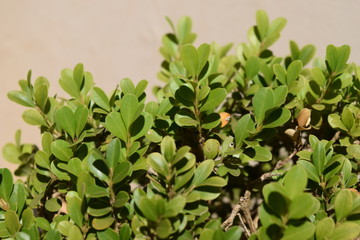 background with green leaves