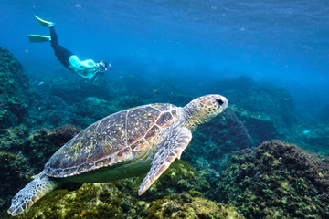 Obraz premium Free diver photographer swimming behind a green sea turtle 