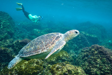 Obraz na płótnie Canvas Free diver photographer swimming behind a green sea turtle 