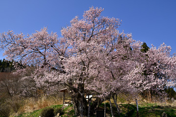 満開の巡礼桜（塩生のエドヒガン）