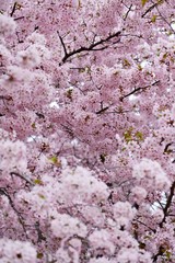 満開の龍蔵桜の花