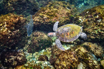 Naklejka na ściany i meble Green sea turtle swimming in warm tropical Pacific Ocean waters over a coral reef