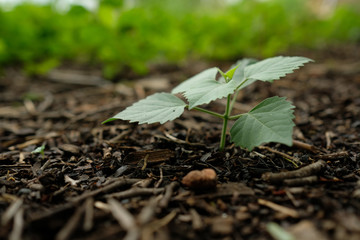 young plant in soil