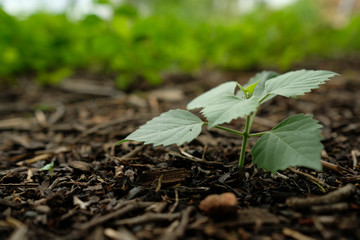 young plant in soil