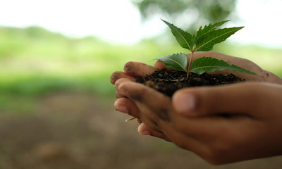 World Environment Day concept. Hand holding plant.