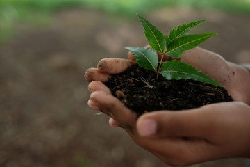 World Environment Day concept. Hand holding plant.
