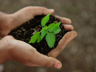 World Environment Day concept. Hand holding plant.